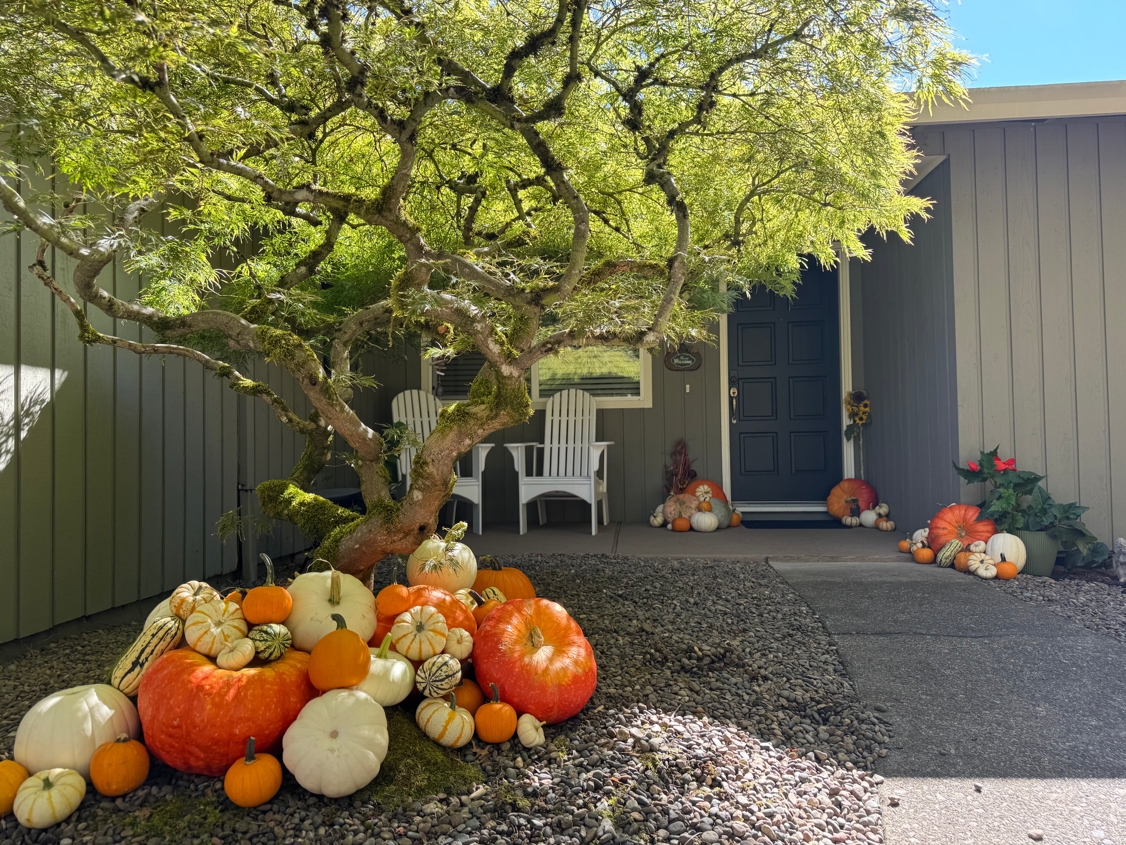 Pumpkin Princess Package